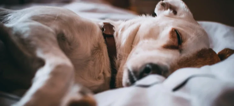 Cani e gatti aiutano il sonno